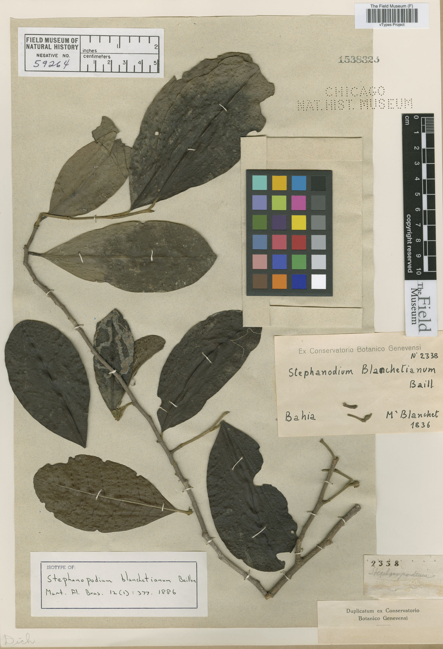 Stephanopodium image