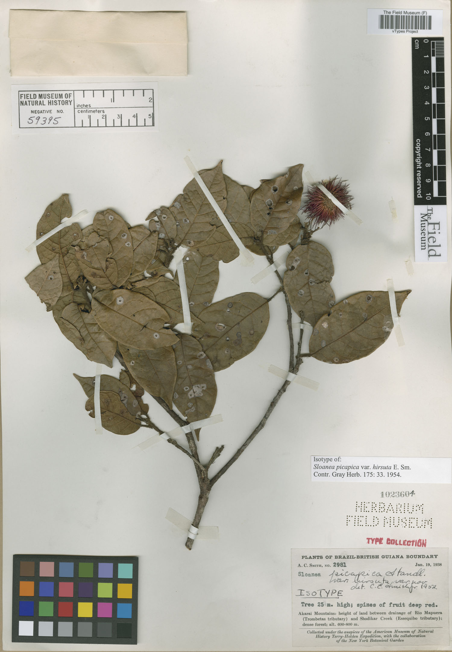Sloanea akaraiensis image