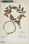 Solanum loxophyllum image