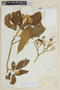 Solanum iltisii image