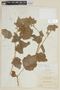 Solanum incarceratum image