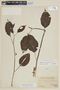 Solanum incurvum image