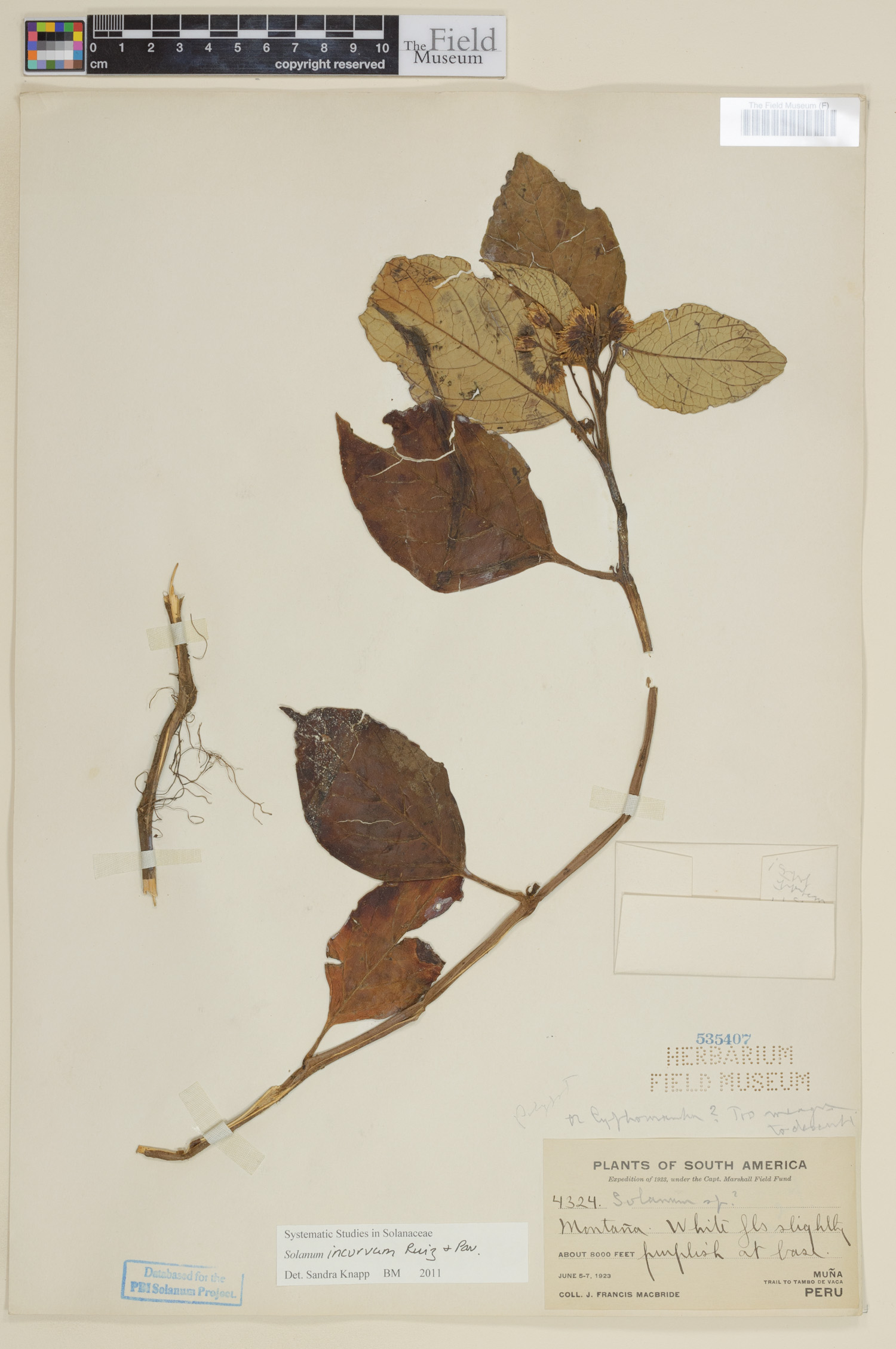 Solanum incurvum image