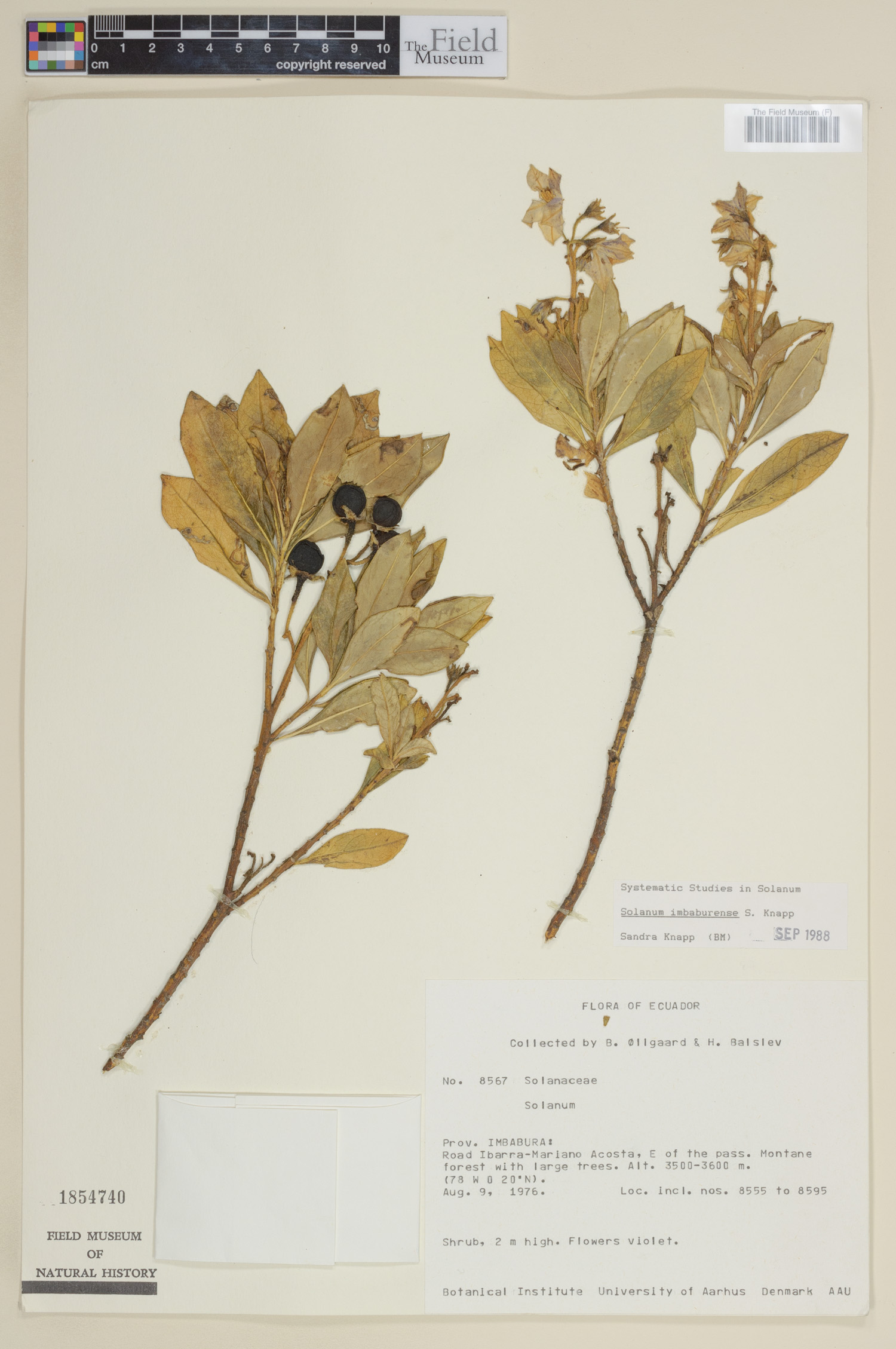 Solanum imbaburense image