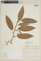 Solanum inodorum image