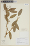 Solanum inodorum image