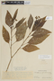 Solanum insidiosum image
