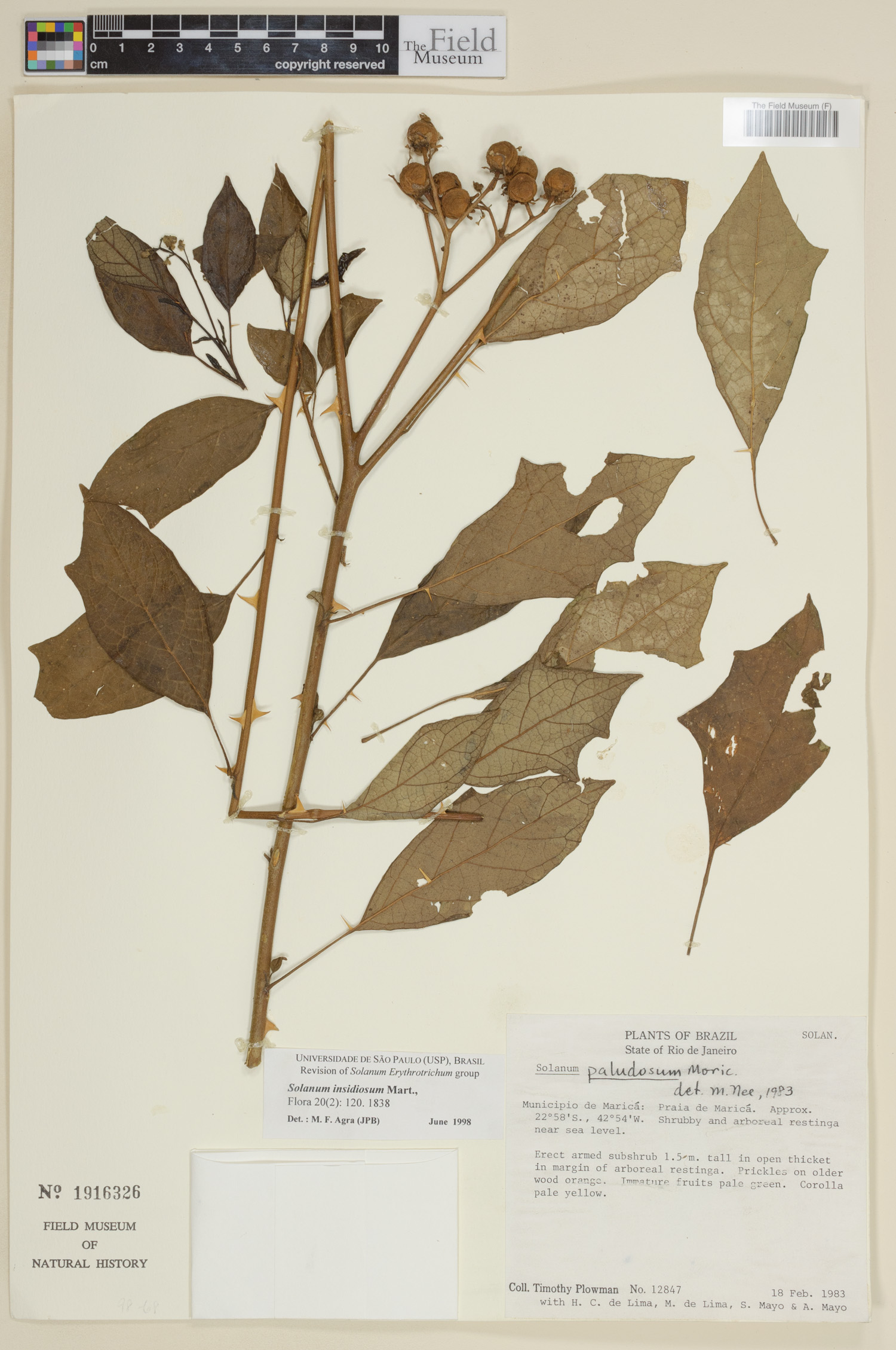 Solanum insidiosum image