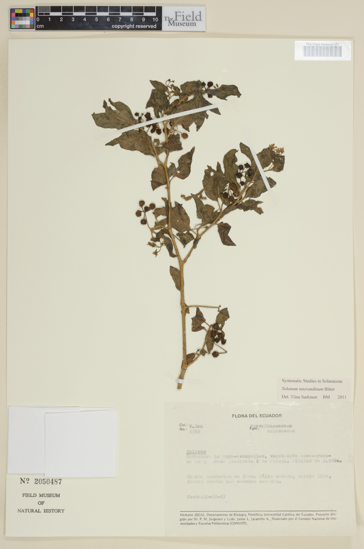 Solanum interandinum image