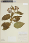 Solanum iodotrichum image