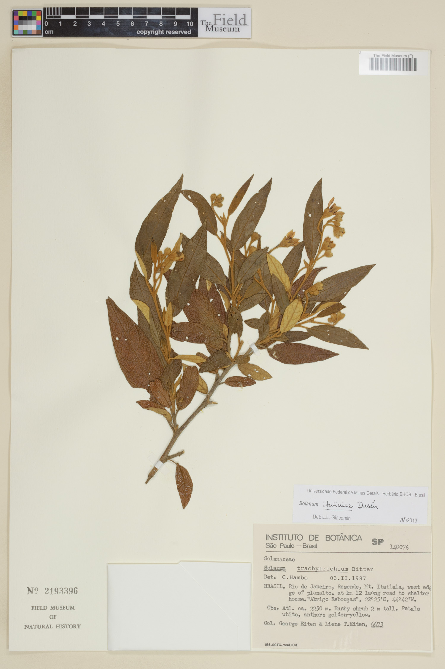 Solanum itatiaiae image