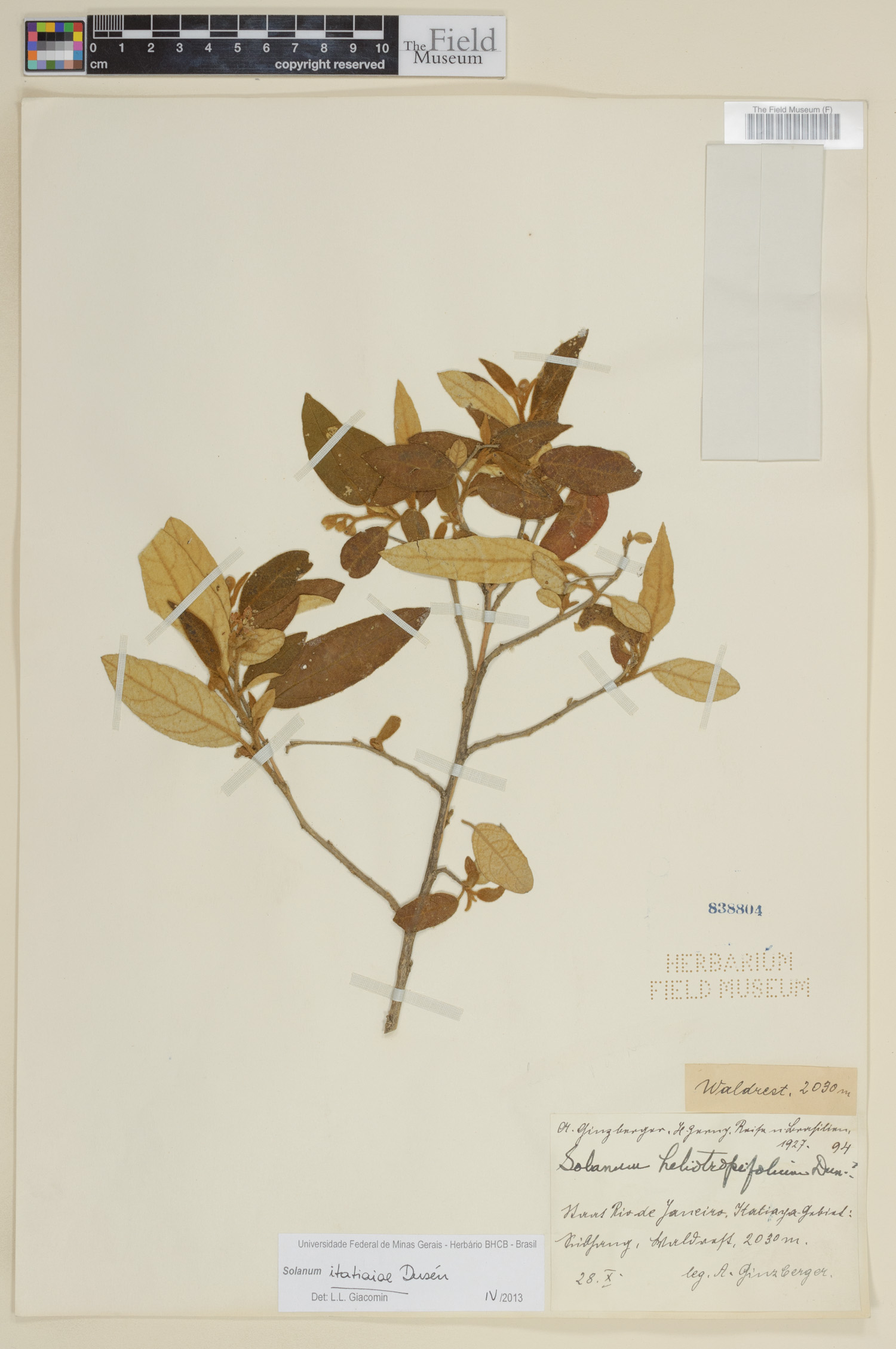 Solanum itatiaiae image