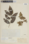 Solanum juglandifolium image