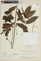 Solanum juglandifolium image