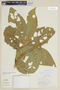 Solanum kioniotrichum image
