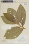 Solanum kioniotrichum image