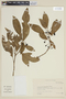 Solanum laevigatum image