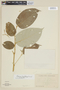 Solanum lepidotum image