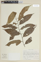 Solanum leptopodum image