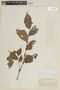 Solanum leptopodum image