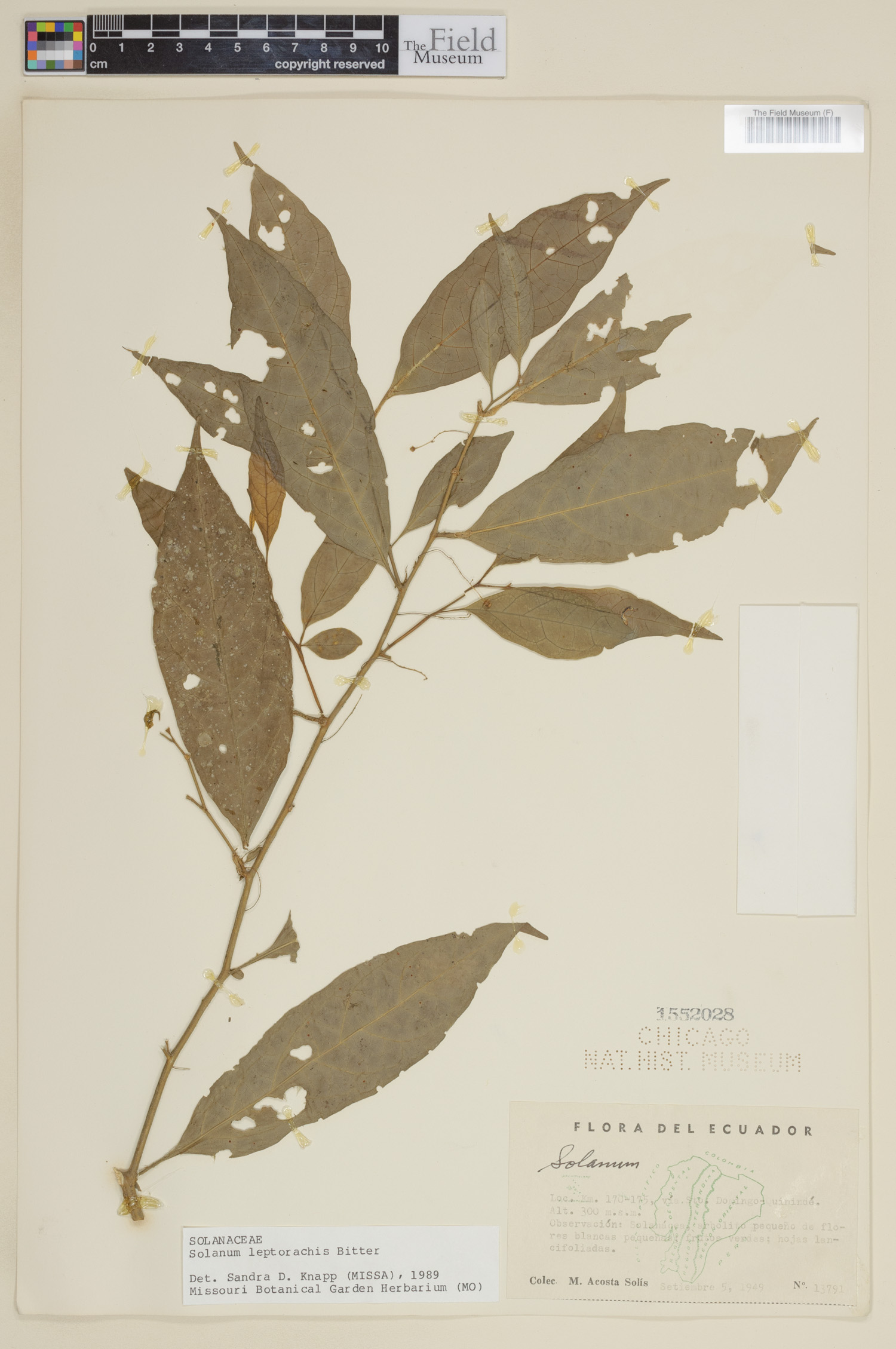 Solanum leptorhachis image