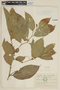 Solanum leptorhachis image