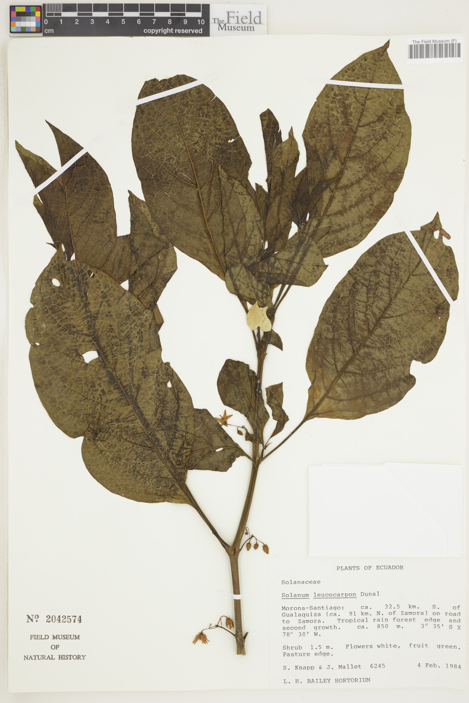 Solanum leucocarpon image