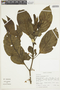 Solanum leucocarpon image