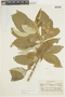 Solanum leucodendron image