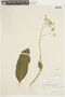 Solanum leucodendron image