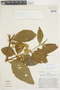 Solanum leucopogon image