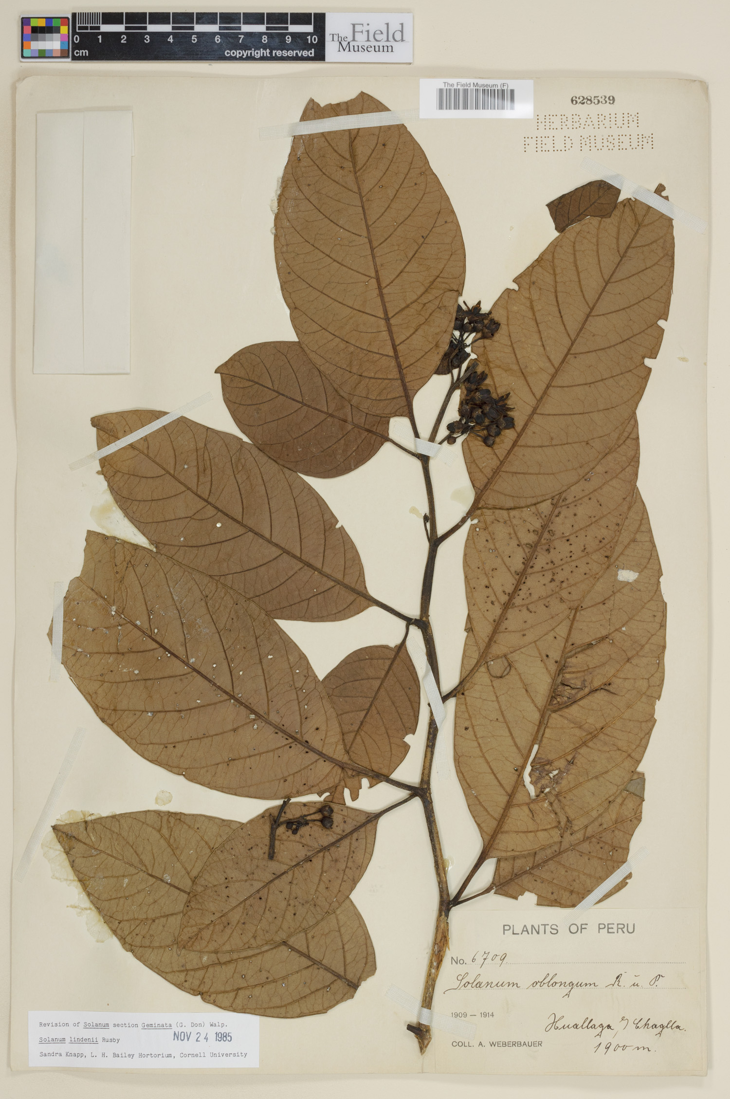 Solanum lindenii image