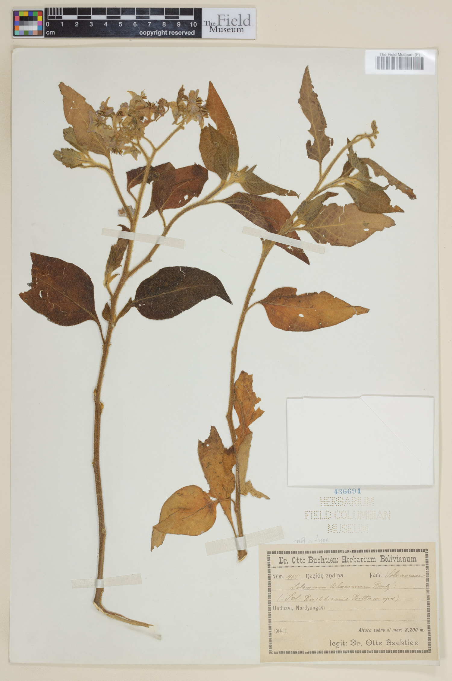 Solanum lilacinum image