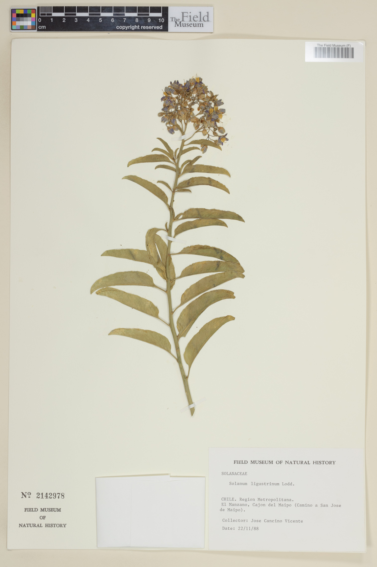 Solanum ligustrinum image