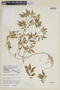 Solanum lignicaule image