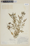 Solanum lignicaule image