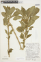 Solanum luteoalbum image