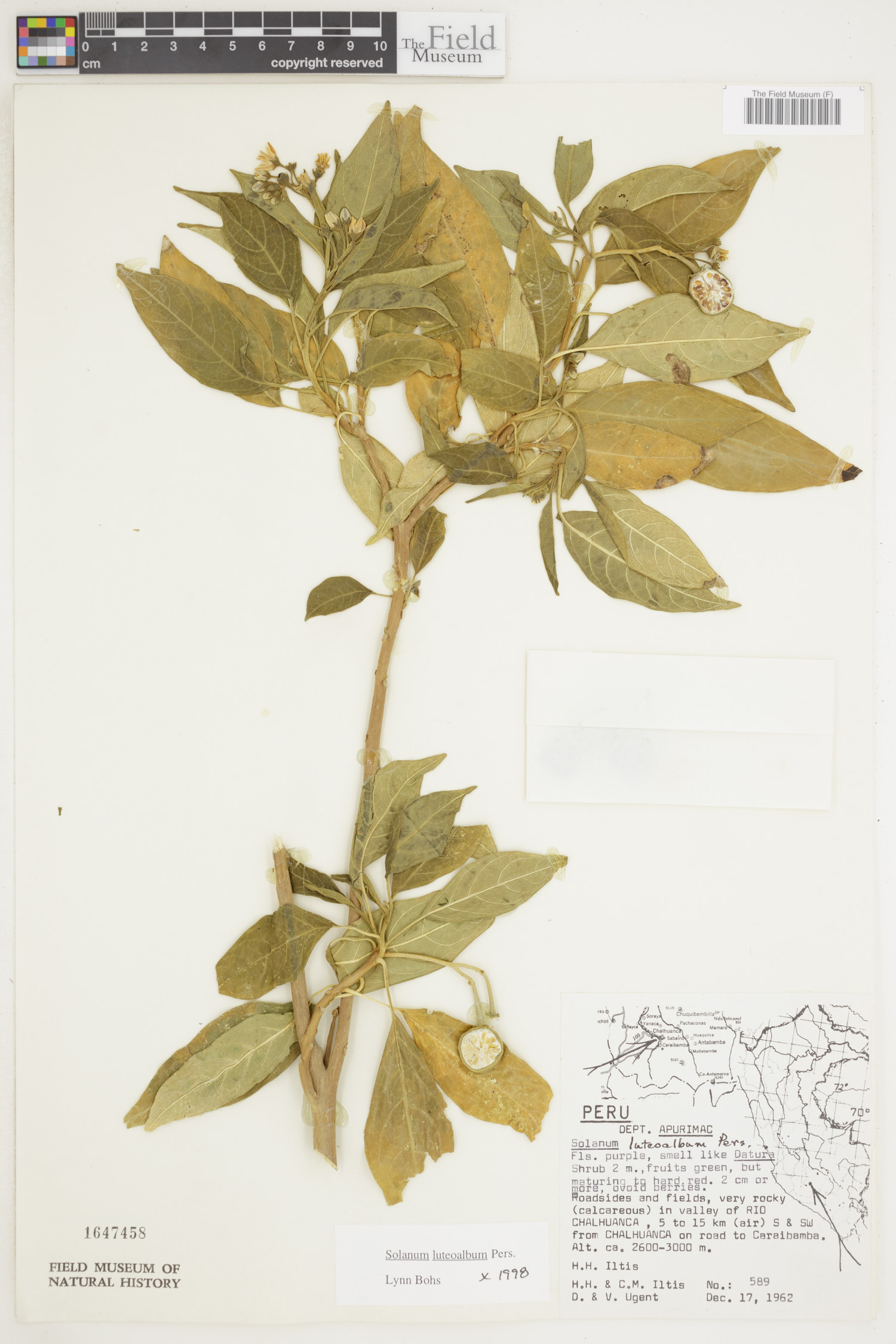 Solanum luteoalbum image