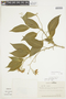 Solanum luteoalbum image