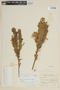 Solanum macbridei image