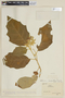 Solanum macranthum image