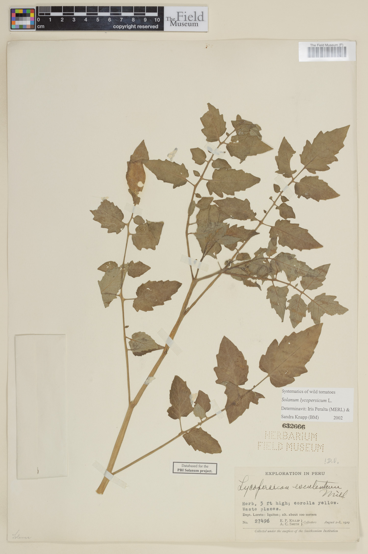 Solanum lycopersicum image