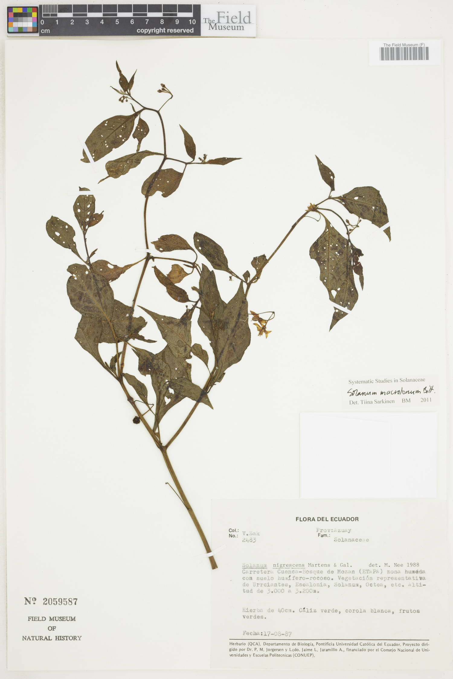 Solanum macrotonum image