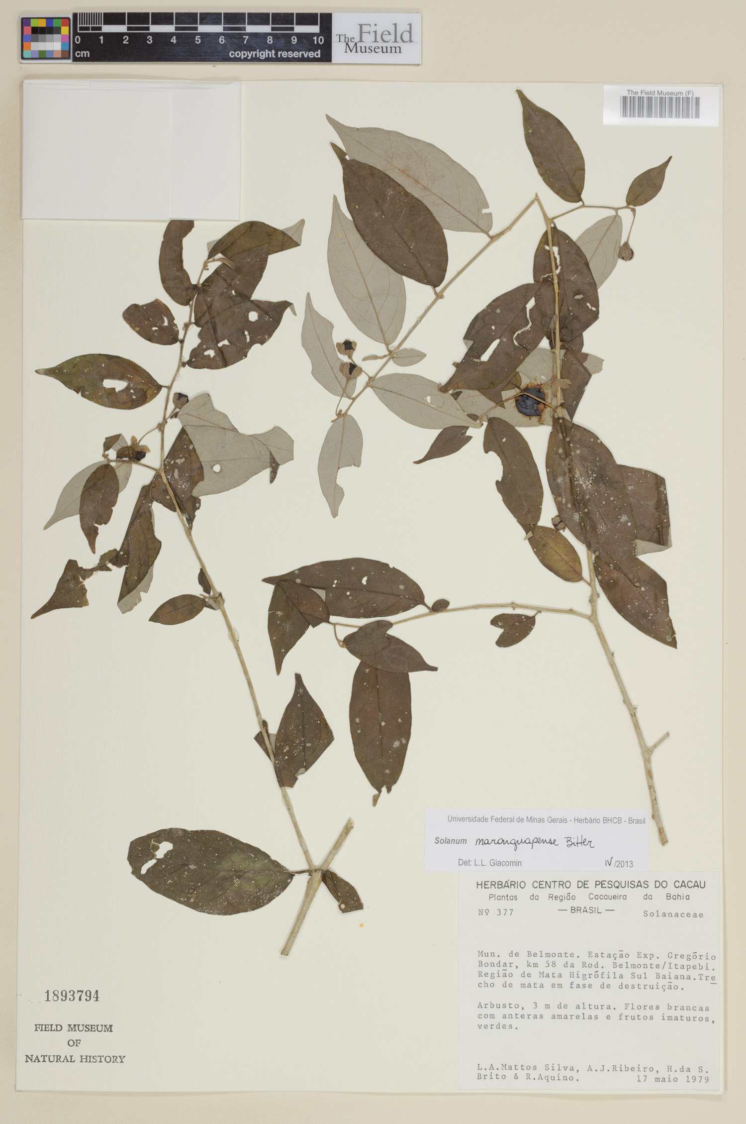 Solanum maranguapense image