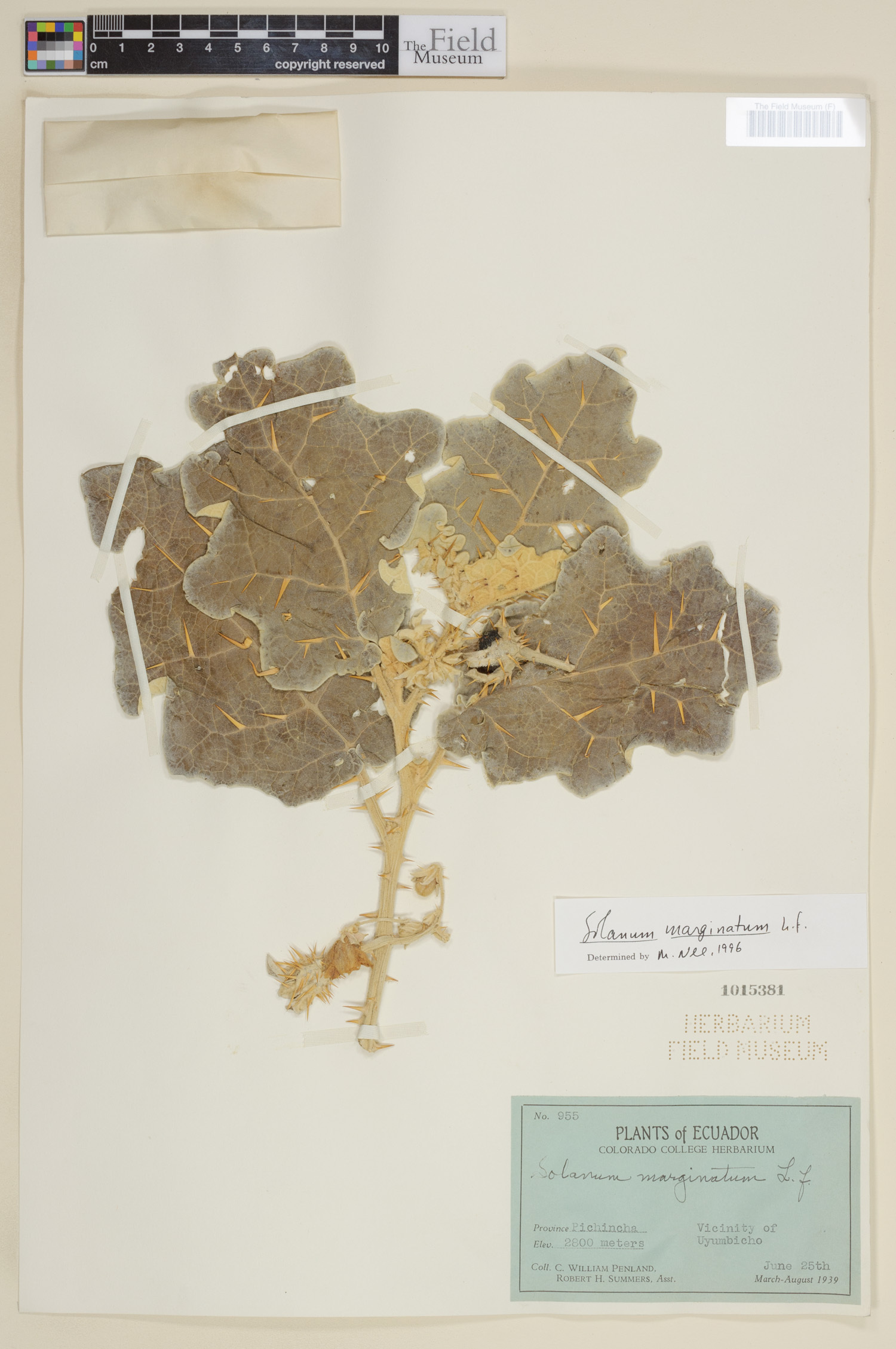 Solanum marginatum image