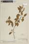 Solanum gardneri image