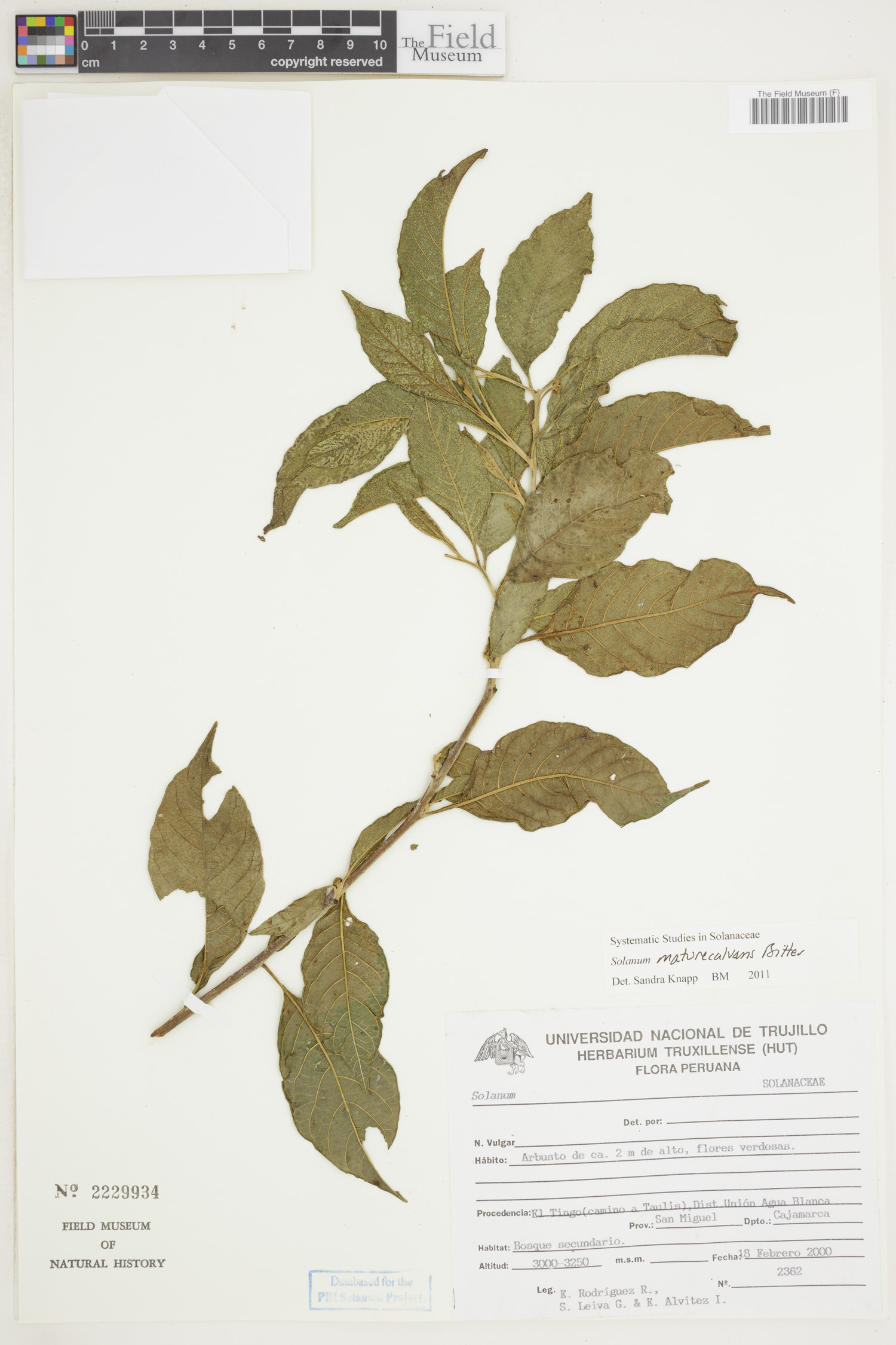 Solanum maturecalvans image