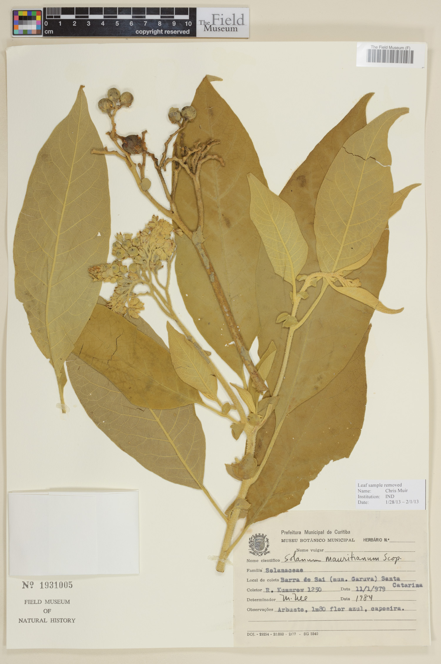 Solanum mauritianum image