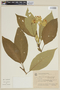Solanum mauritianum image