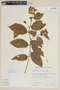 Solanum megalochiton image